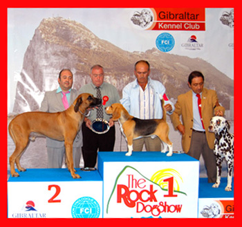 Bongo - Gibraltar 2010