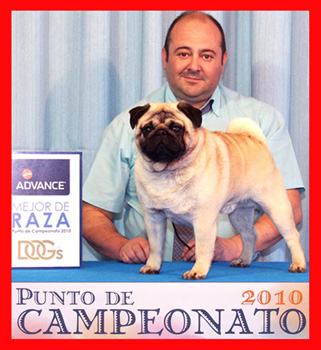 Mejor de Raza Talavera 2010