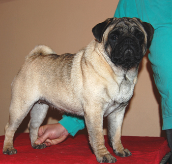 Dixy 02-01-10