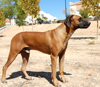 Bongo 21-09-09