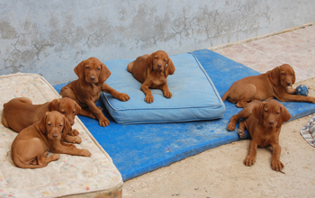 Cachorros Vizsla