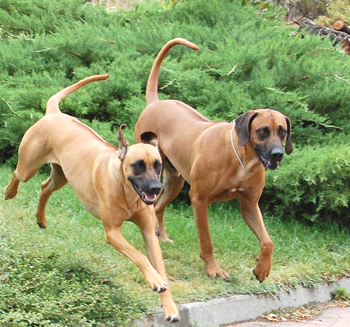 Cohete y Bongo