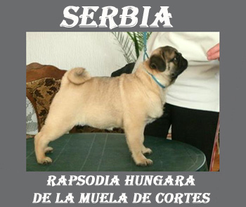 Rapsodia Hungara de La Muela de Cortes