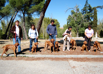 Vizslas 05-10-08
